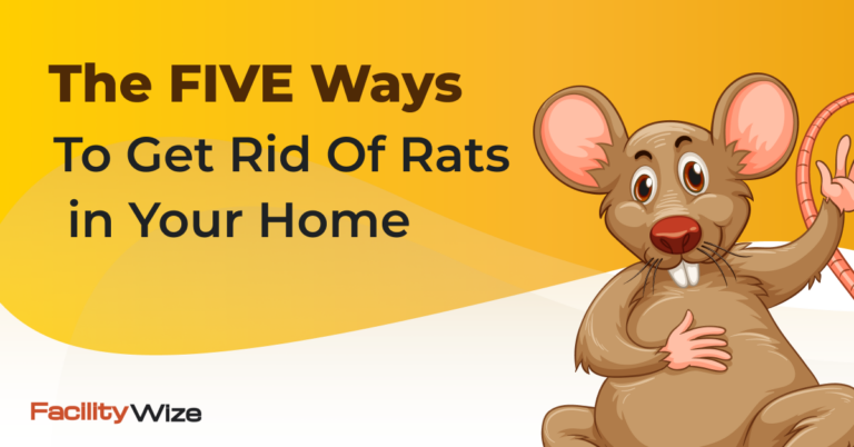 how to get rid of rats at home